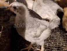 Продаются цыплята мясо яичная порода 1 месяц