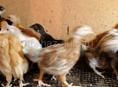 Продаются цыплята мясо яичная порода 1,7 дней 350 р осталось 40 шт 