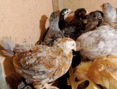 Продаются цыплята мясо яичная порода 1,7 дней 350 р осталось 40 шт 