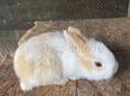 Продаются кролики разных возрастов и цен 700р, 1500р и 2000 любого раскраск 