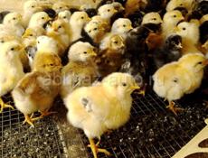Продаются цыплята мясо яичная порода помесь 7 дней 