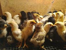 Продаются цыплята мясо яичная порода 7 дней
