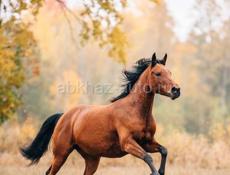 Куплю лошадей 🐎🐴