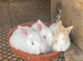 Продаются кролики разных размеров и цветов писать на ватсап 9307330