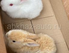 Продаются кролики разных размеров и цветов писать на ватсап 9307330