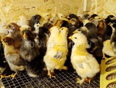 Продаются цыплята мясо яичная порода 1 нед есть количество каму надо 