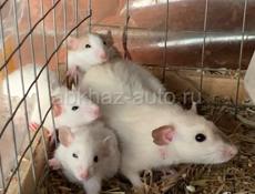 Продаются домашние крысы