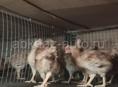 Продаются цыплята домашние