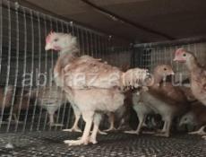 Продаются цыплята домашние