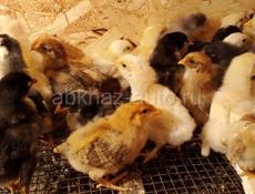 Продаются цыплята мясо яичная порода 10 дней