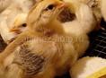 Продаются цыплята мясо яичная порода помесь12 дней