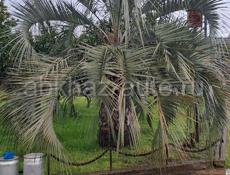 Продается пальма