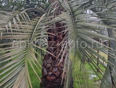 Продается пальма