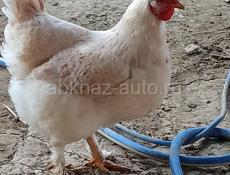 Продаются цыплята мясо яичная порода помесь 2 нед 