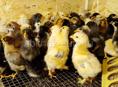 Продаются цыплята мясо яичная порода 10дней ост 50 шт 