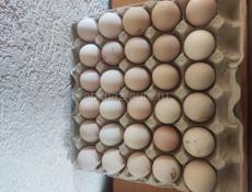 Яйца инкубатор 
