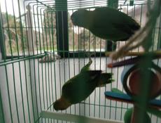 Неразлучники попугаи