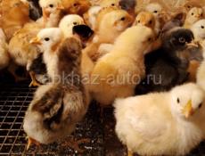Продаются цыплята мясо яичная порода 7дней