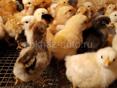 Продаются цыплята мясо яичная порода 8 дней осталось шту50-70к 
