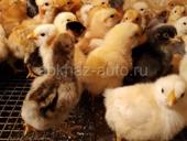 Продаются цыплята мясо яичная порода 8 дней осталось шту50-70к 