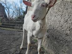 Зааненская коза продана