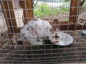 Продам кроликов с клетками