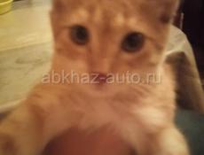 Котята от привозных породистых кошек