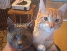 Котята от привозных породистых кошек