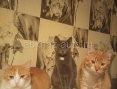 Котята от привозных породистых кошек