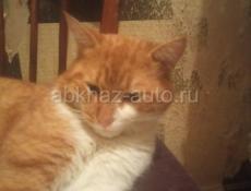 Котята от привозных породистых кошек