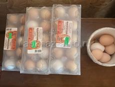  Продаю инкубационные яйца 40р штука собирал 6-7 дней осталось 50 штук 