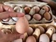 Яйца цесарки 