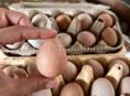 Яйца цесарки 