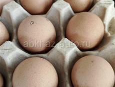 Продаются яйца цыцарок 1 шт 100руб 