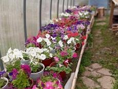 Продажа цветов с теплицы
