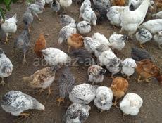 Домашние куры цыплята