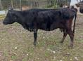 Корова 145-150 кг. с теленком