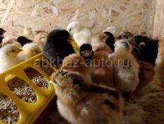 Продаются цыплята помесь мясо яичная порода 3-4дня