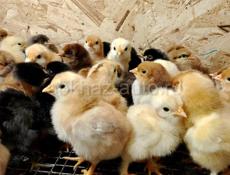 Продаются цыплята помесь мясо яичная порода 3-4 дня