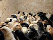 Продаются цыплята помесь мясо яичная порода 4-5 дней