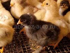 Продаются цыплята помесь мясо яичная порода 7 дней