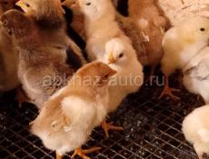 Продаются цыплята помесь мясо яичная порода 7 днней