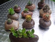 Каменные горшки с Суккулентами  