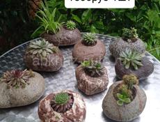 Каменные горшки с Суккулентами  
