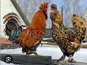 Продам цыплят породы Павловская Золотистая
