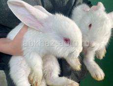Продаются белоснежные кролики. 