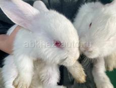Продаются белоснежные кролики. 