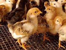 Продаются цыплята мясо яичная порода помесь 10 дней