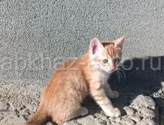 Отдам котят