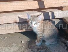 Отдам котят